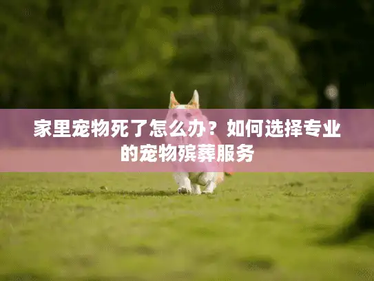 家里宠物死了怎么办？如何选择专业的宠物殡葬服务