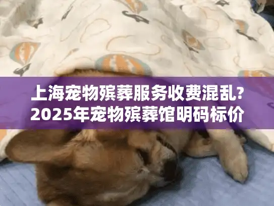 上海宠物殡葬服务收费混乱?2025年宠物殡葬馆明码标价查询指南