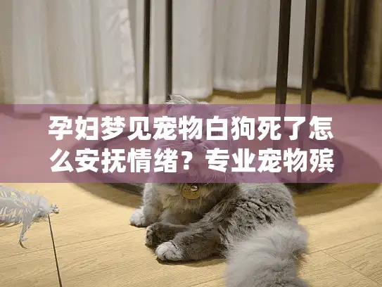 孕妇梦见宠物白狗死了怎么安抚情绪？专业宠物殡葬服务指南
