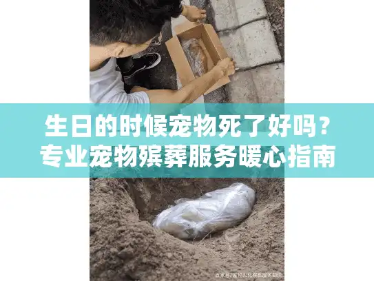 生日的时候宠物死了好吗？专业宠物殡葬服务暖心指南