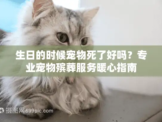 生日的时候宠物死了好吗？专业宠物殡葬服务暖心指南