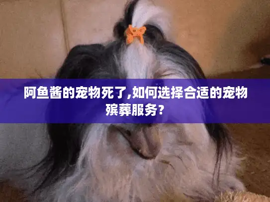 阿鱼酱的宠物死了,如何选择合适的宠物殡葬服务？