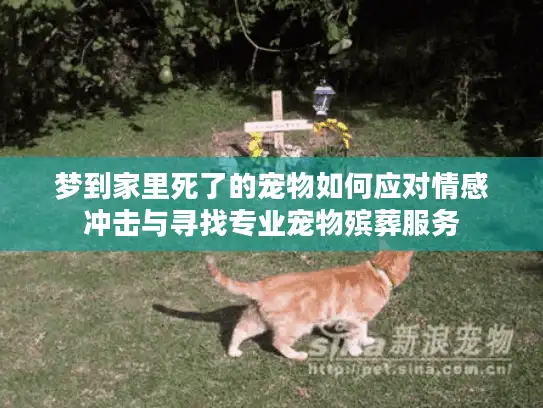 梦到家里死了的宠物如何应对情感冲击与寻找专业宠物殡葬服务