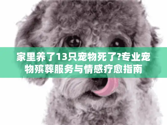 家里养了13只宠物死了?专业宠物殡葬服务与情感疗愈指南