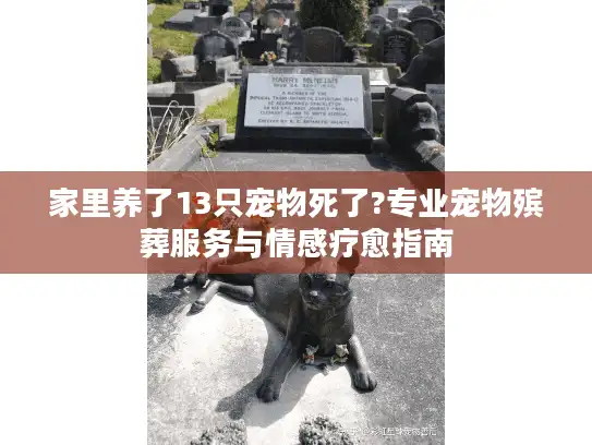 家里养了13只宠物死了?专业宠物殡葬服务与情感疗愈指南
