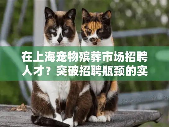 在上海宠物殡葬市场招聘人才？突破招聘瓶颈的实用指南