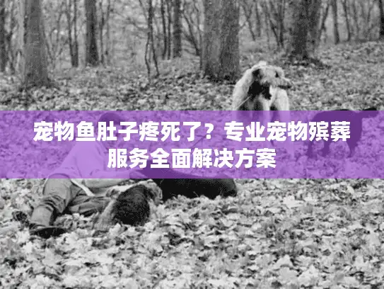 宠物鱼肚子疼死了？专业宠物殡葬服务全面解决方案