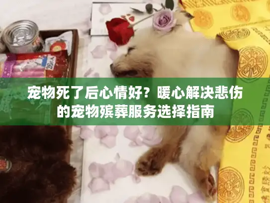 宠物死了后心情好？暖心解决悲伤的宠物殡葬服务选择指南