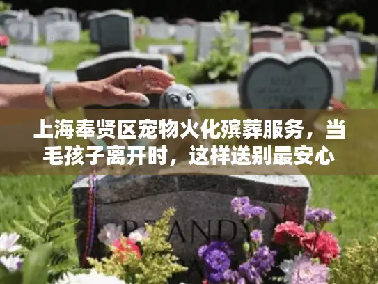 上海奉贤区宠物火化殡葬服务，当毛孩子离开时，这样送别最安心