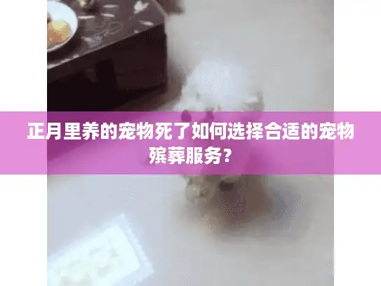 正月里养的宠物死了如何选择合适的宠物殡葬服务？