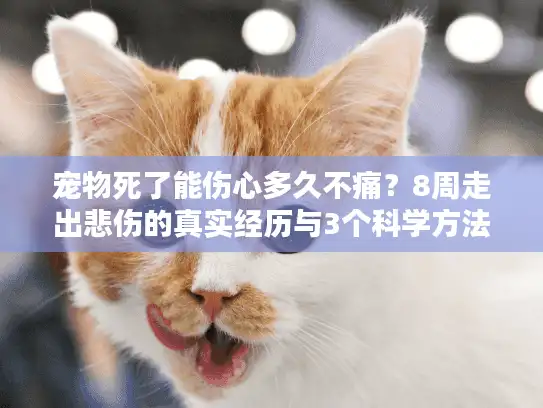 宠物死了能伤心多久不痛？8周走出悲伤的真实经历与3个科学方法