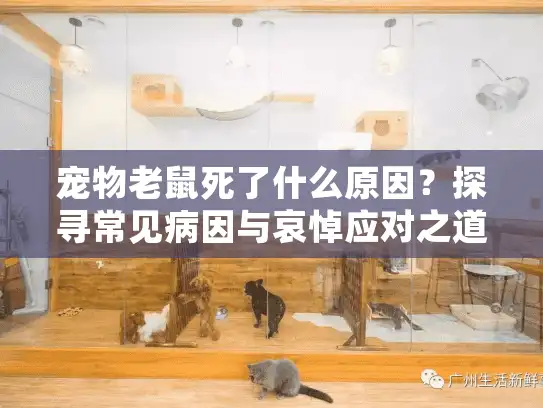 宠物老鼠死了什么原因？探寻常见病因与哀悼应对之道