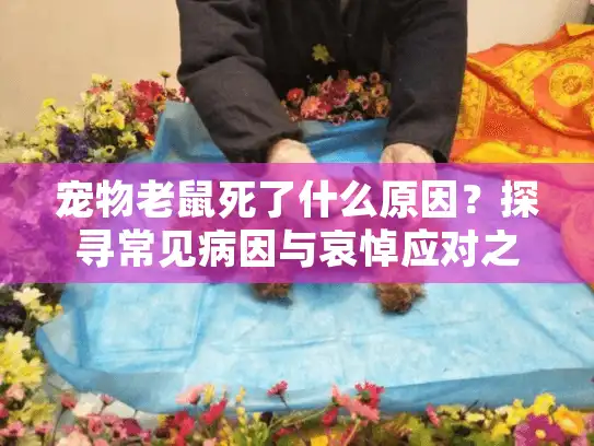 宠物老鼠死了什么原因？探寻常见病因与哀悼应对之道