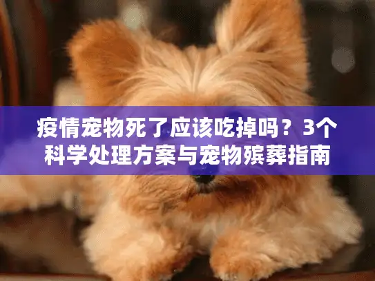 疫情宠物死了应该吃掉吗？3个科学处理方案与宠物殡葬指南
