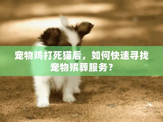 宠物鸡打死猫后，如何快速寻找宠物殡葬服务？