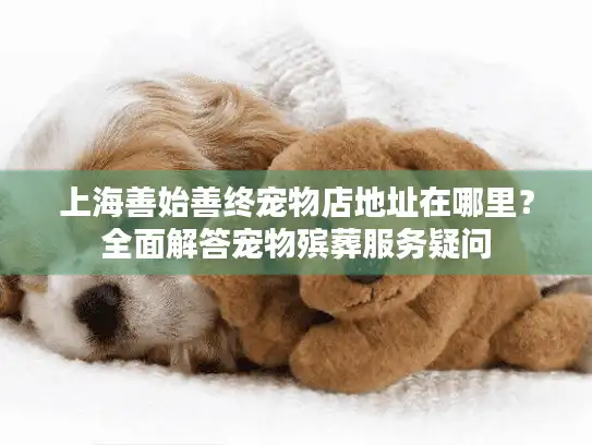 上海善始善终宠物店地址在哪里？全面解答宠物殡葬服务疑问