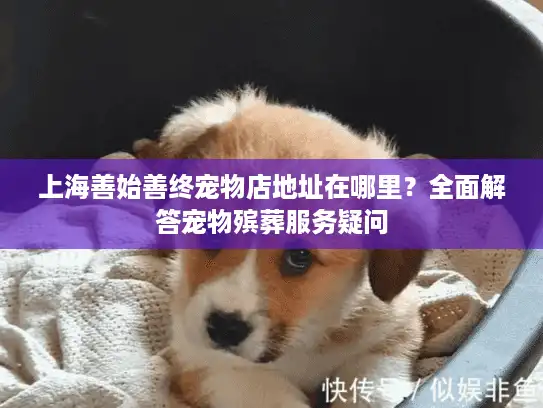 上海善始善终宠物店地址在哪里？全面解答宠物殡葬服务疑问