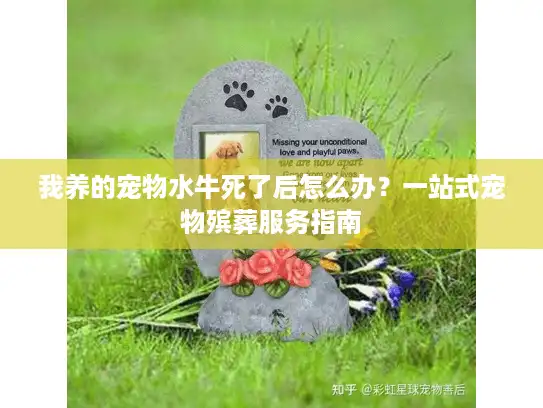 我养的宠物水牛死了后怎么办？一站式宠物殡葬服务指南