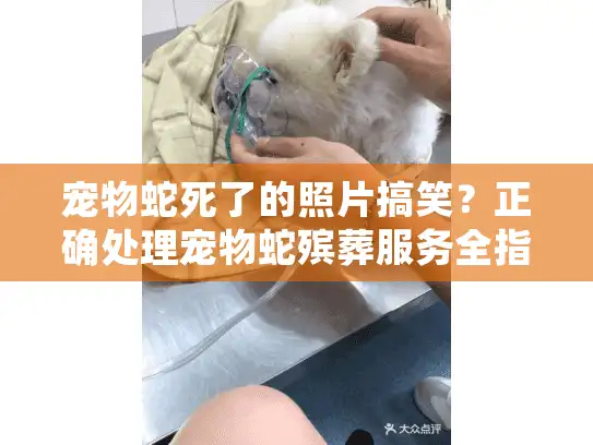 宠物蛇死了的照片搞笑？正确处理宠物蛇殡葬服务全指南