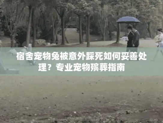 宿舍宠物兔被意外踩死如何妥善处理？专业宠物殡葬指南