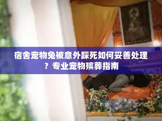 宿舍宠物兔被意外踩死如何妥善处理？专业宠物殡葬指南