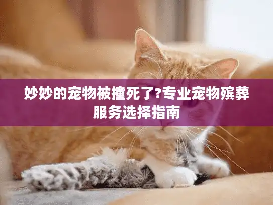 妙妙的宠物被撞死了?专业宠物殡葬服务选择指南