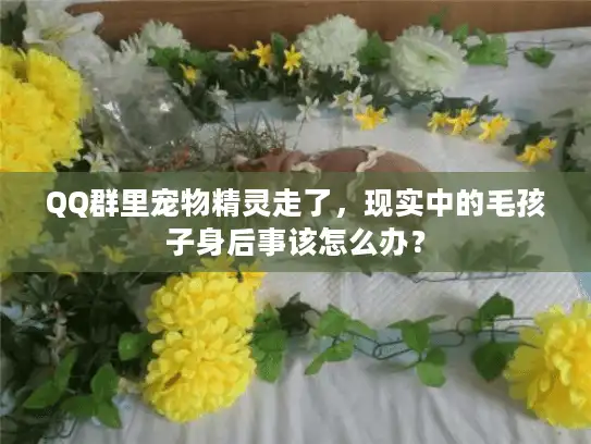 QQ群里宠物精灵走了，现实中的毛孩子身后事该怎么办？