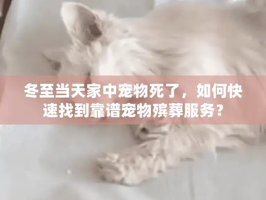 冬至当天家中宠物死了，如何快速找到靠谱宠物殡葬服务？
