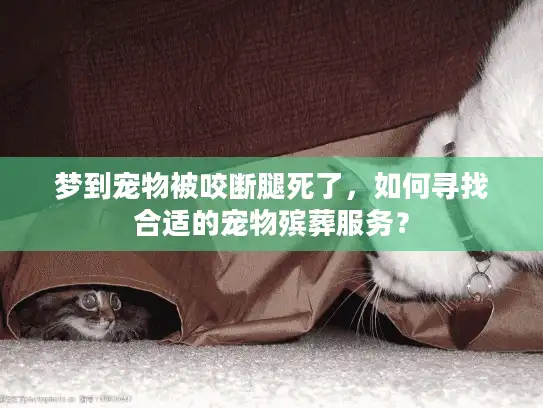 梦到宠物被咬断腿死了，如何寻找合适的宠物殡葬服务？