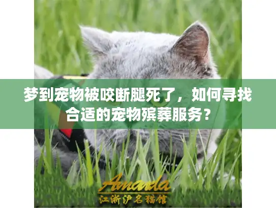 梦到宠物被咬断腿死了，如何寻找合适的宠物殡葬服务？