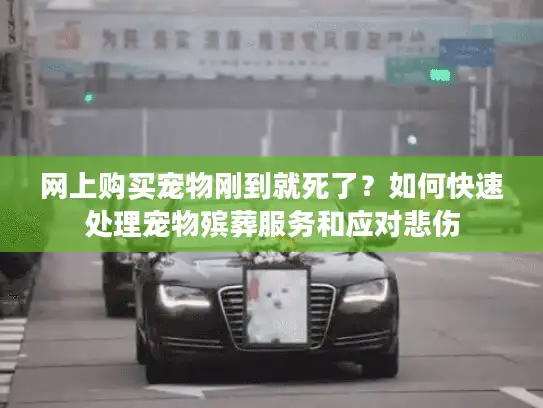 网上购买宠物刚到就死了？如何快速处理宠物殡葬服务和应对悲伤