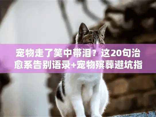 宠物走了笑中带泪？这20句治愈系告别语录+宠物殡葬避坑指南