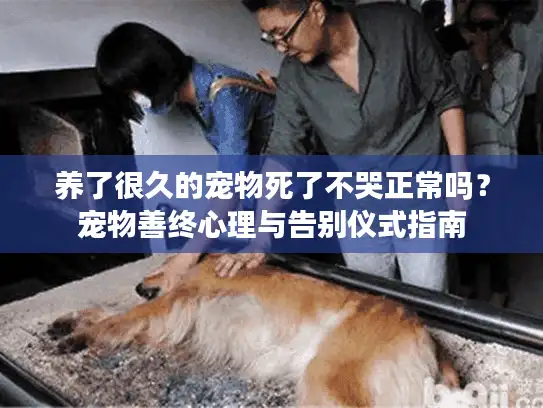 养了很久的宠物死了不哭正常吗？宠物善终心理与告别仪式指南