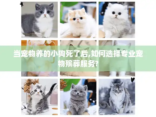 当宠物养的小狗死了后,如何选择专业宠物殡葬服务?