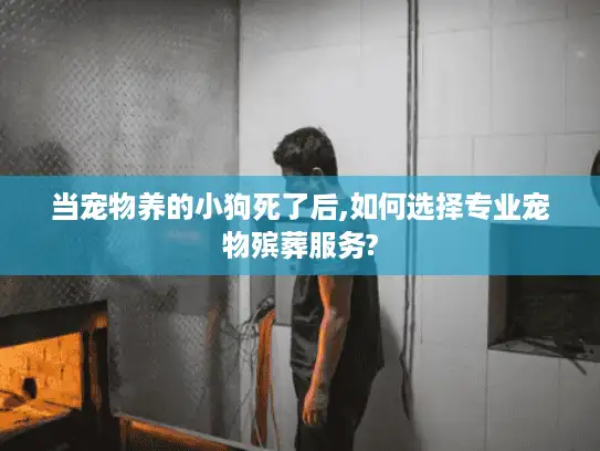 当宠物养的小狗死了后,如何选择专业宠物殡葬服务?