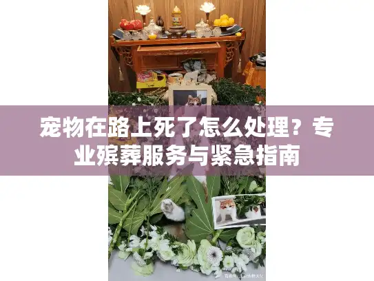 宠物在路上死了怎么处理？专业殡葬服务与紧急指南