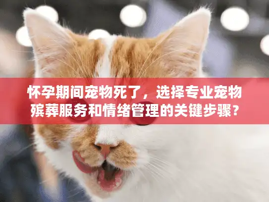 怀孕期间宠物死了，选择专业宠物殡葬服务和情绪管理的关键步骤？
