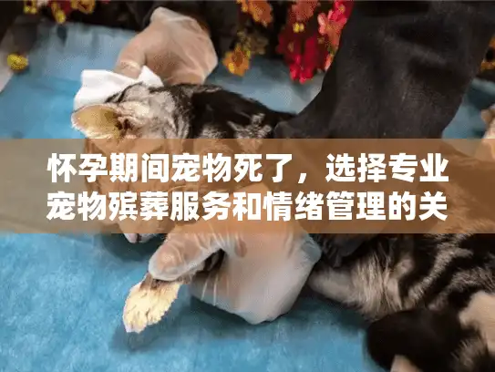怀孕期间宠物死了，选择专业宠物殡葬服务和情绪管理的关键步骤？