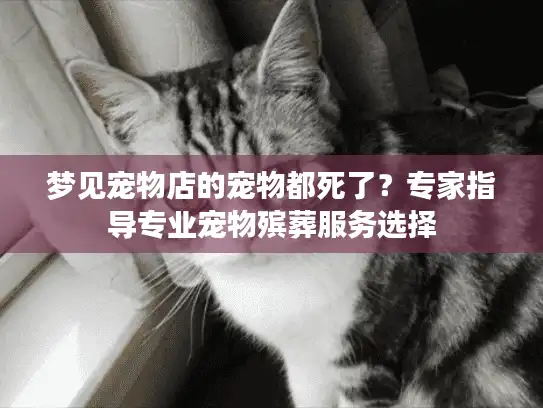 梦见宠物店的宠物都死了？专家指导专业宠物殡葬服务选择
