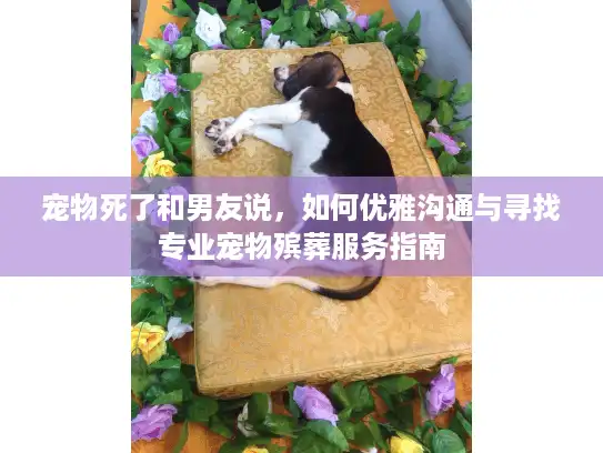 宠物死了和男友说，如何优雅沟通与寻找专业宠物殡葬服务指南