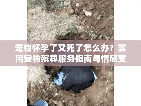 宠物怀孕了又死了怎么办？实用宠物殡葬服务指南与情感支持策略
