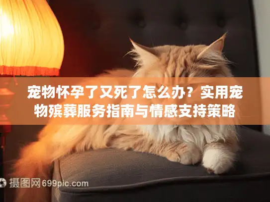 宠物怀孕了又死了怎么办？实用宠物殡葬服务指南与情感支持策略