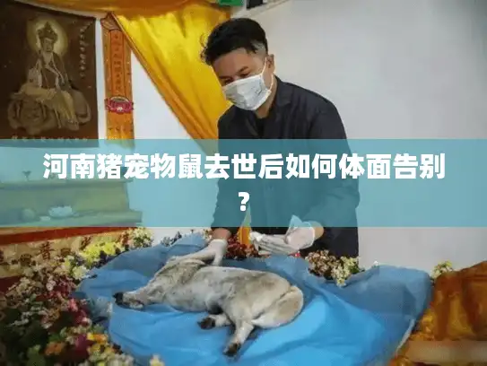 河南猪宠物鼠去世后如何体面告别?