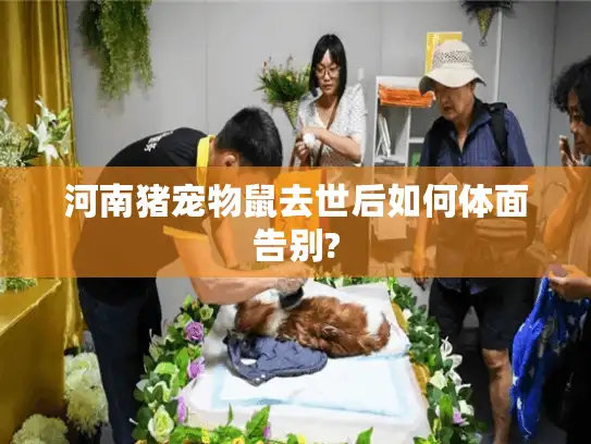 河南猪宠物鼠去世后如何体面告别?