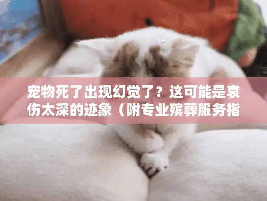 宠物死了出现幻觉了？这可能是哀伤太深的迹象（附专业殡葬服务指南）