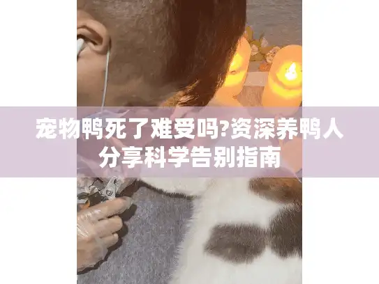宠物鸭死了难受吗?资深养鸭人分享科学告别指南