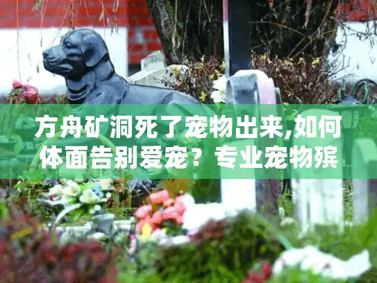 方舟矿洞死了宠物出来,如何体面告别爱宠？专业宠物殡葬服务指南