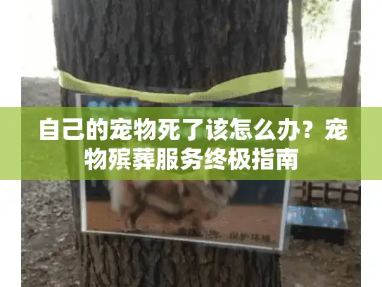 自己的宠物死了该怎么办？宠物殡葬服务终极指南