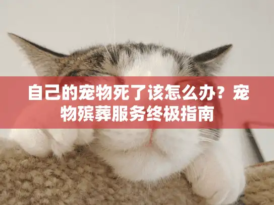 自己的宠物死了该怎么办？宠物殡葬服务终极指南