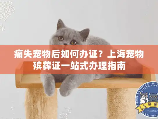 痛失宠物后如何办证？上海宠物殡葬证一站式办理指南